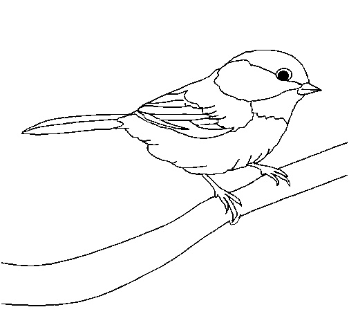 coloriage estaticos net dessins coloriage petit oiseau 1