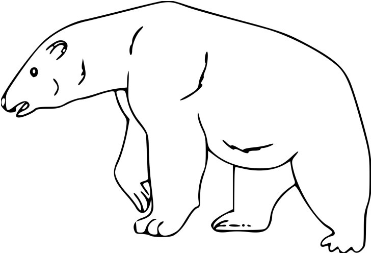 coloriage ours polaire et dessin