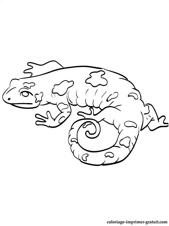 dessin et coloriage salamandre a imprimer