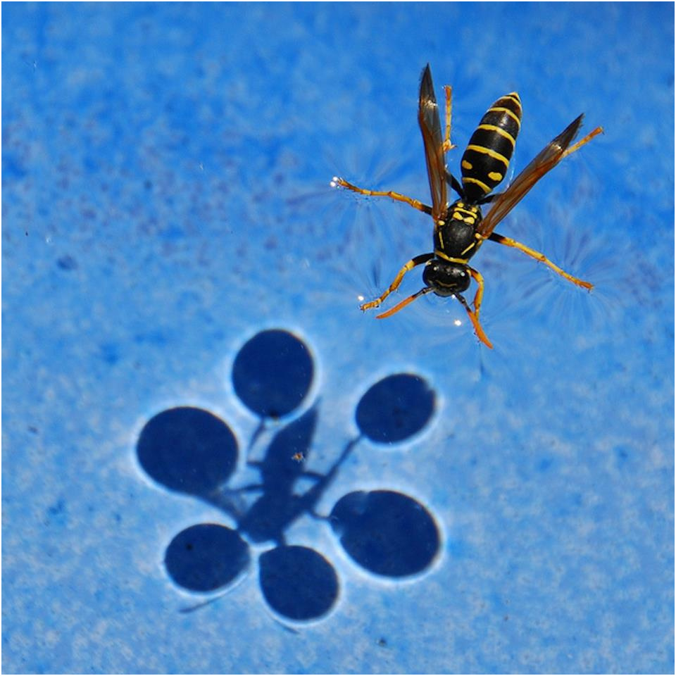 a nice example of surface tension