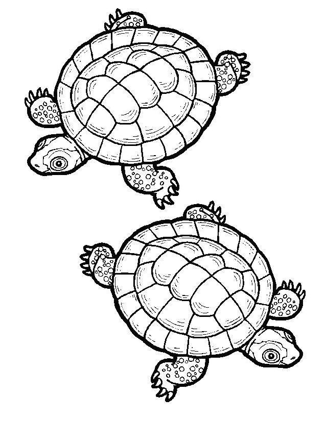 coloriage tortue de terre