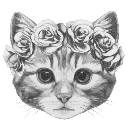 stock photo drawing head of the cat