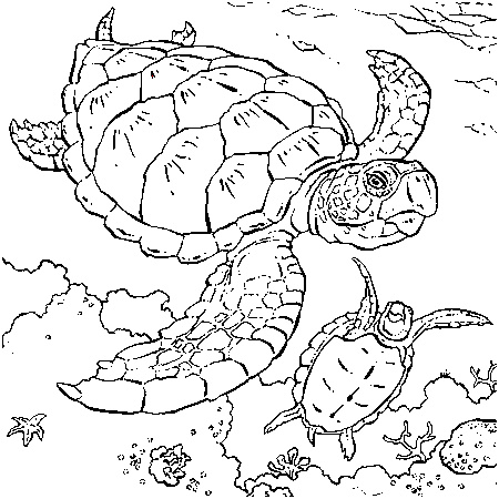 dessin franklin la tortue