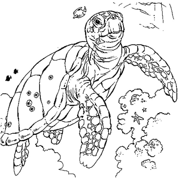 tortue mer coloriage