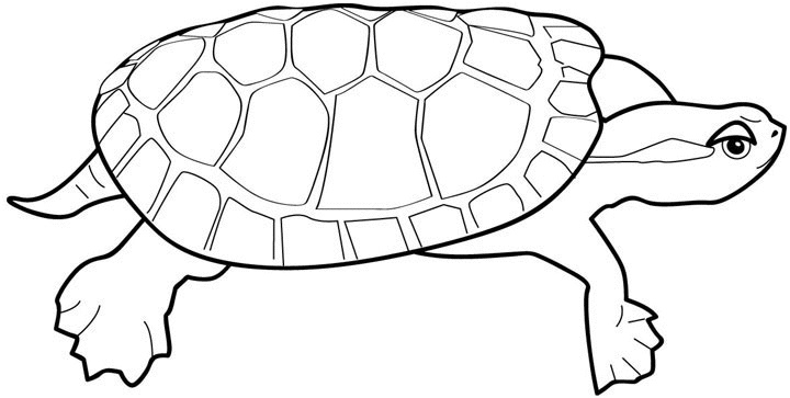 dessin carapace de tortues