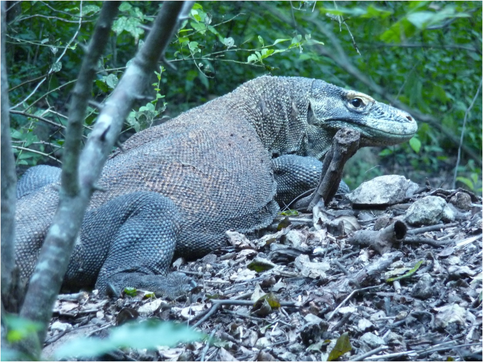 article indonesie les varans de komodo