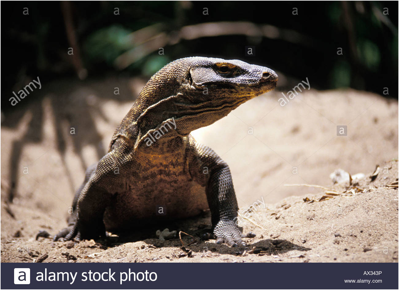 stock photo portrait de varan de komodo indon sie komodo dragon in natural environment