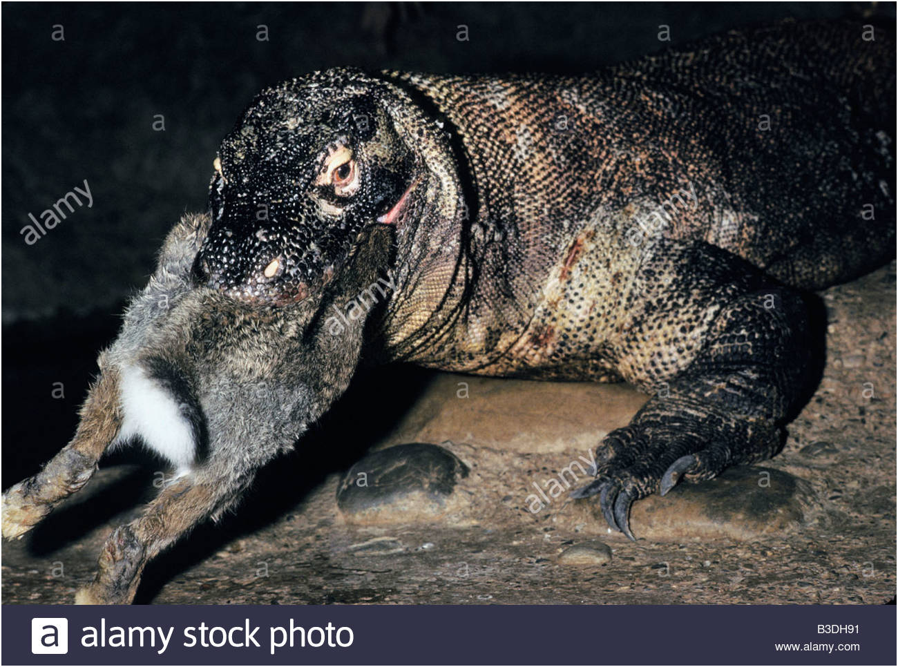 stock photo portrait de varan de komodo indonesie komodo dragon in natural environment