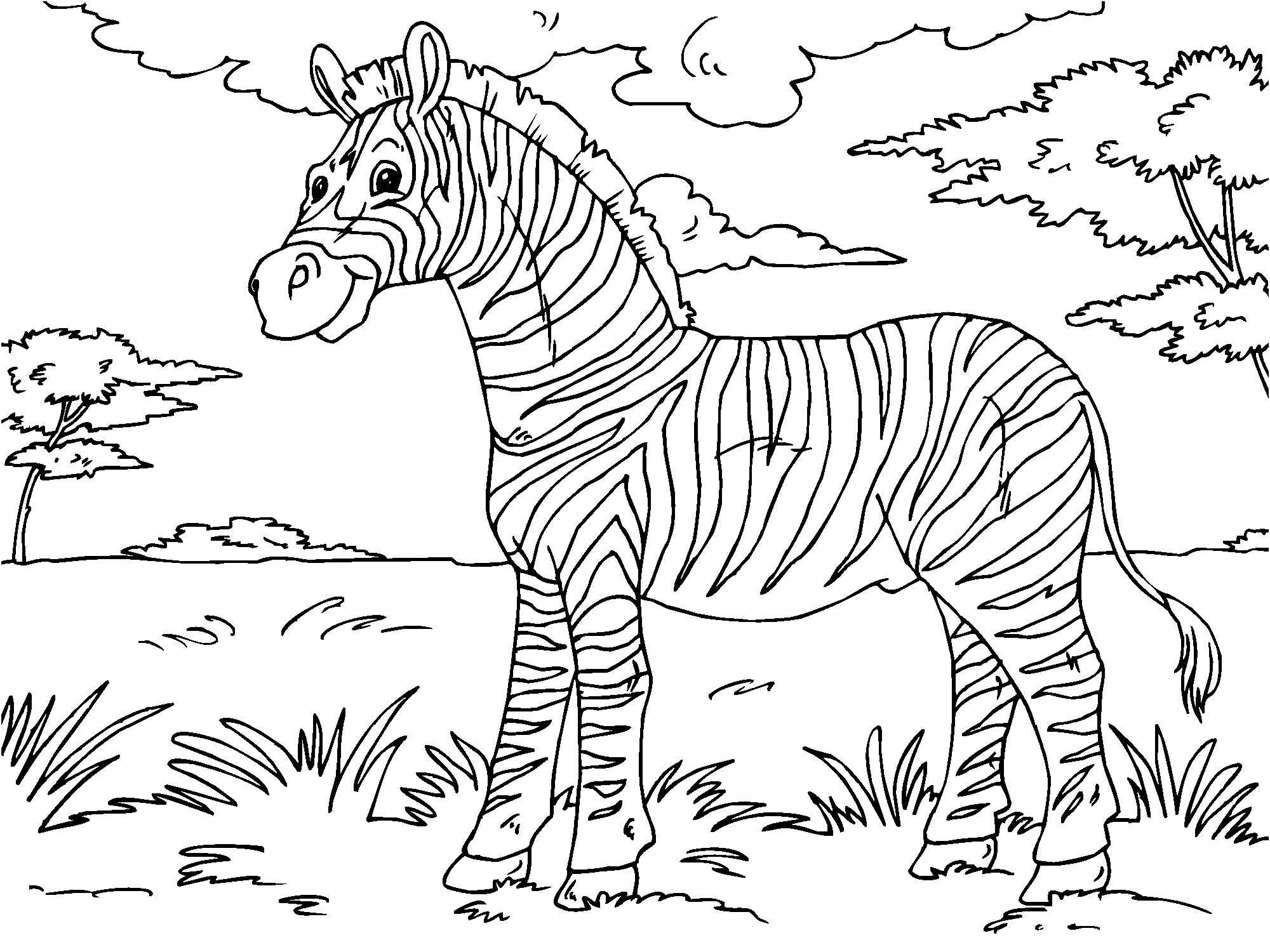 coloriage zebre i
