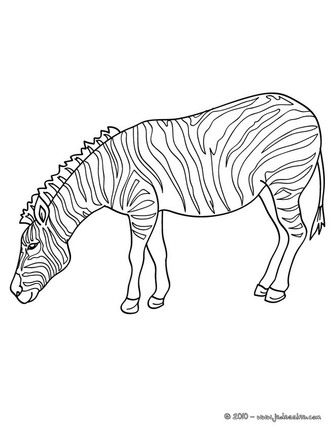 coloriage d un zebre dans la savane