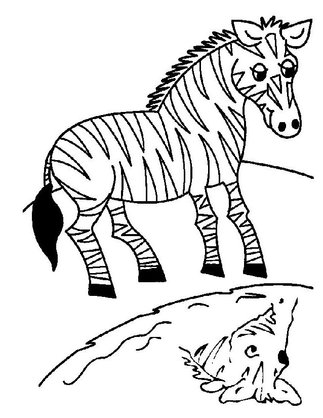 coloriage zebre