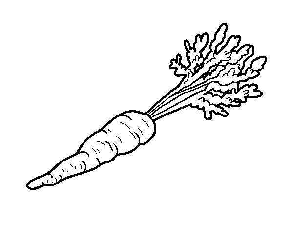 carotte ecologique