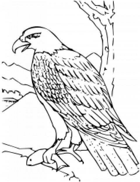 coloriage aigle chauve livre