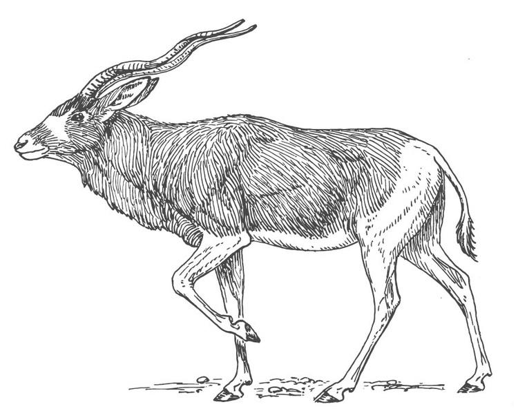 coloriage antilope i