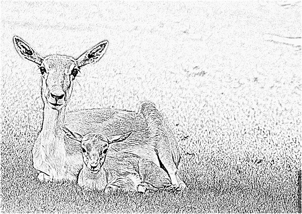 coloriage antilope antilope