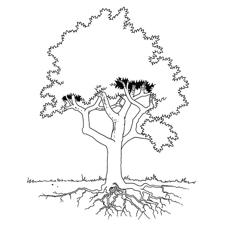 feuille arbre dessin az coloriage avec e6ib5klcg et dessin d arbres sans feuilles 29 arbre sans feuille coloriage dessin d arbres sans feuilles