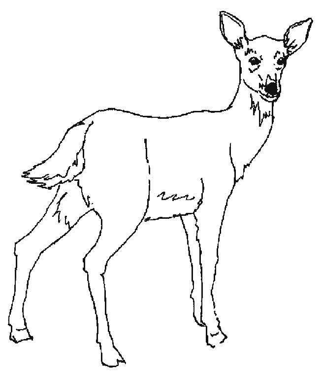 coloriage de biche a imprimer gratuit dessin animal az coloriage