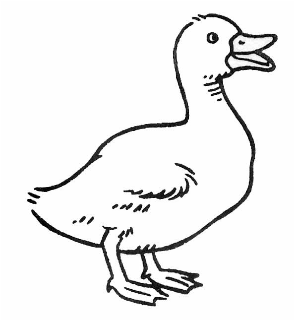 coloriage animaux canards