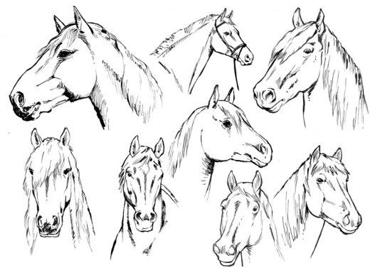 dessins de chevaux