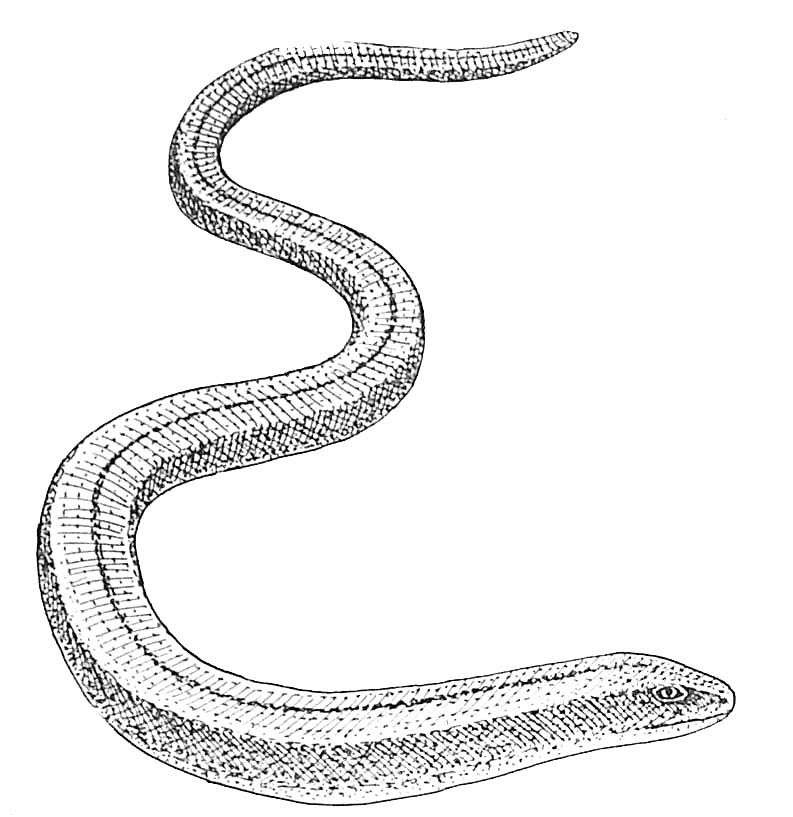 3563 coloriage mandala serpent meilleures idees coloriage 8855 adultes serpents coloriage dessin