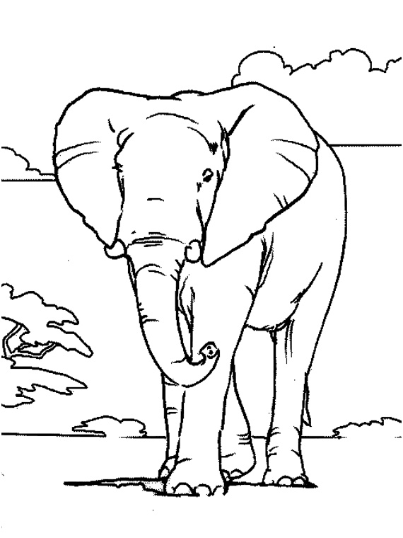 dessin elephant d inde