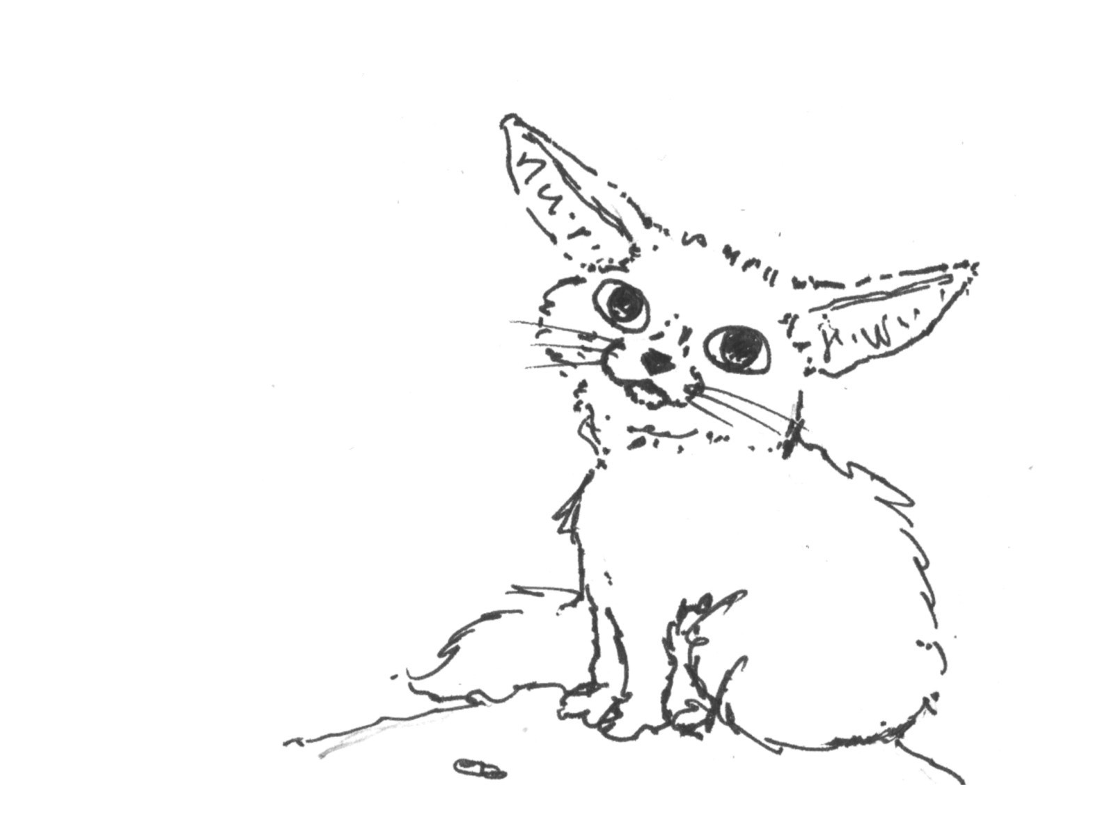 coloriage fennec awesome les animaux a colorier le blog de sandrine oudin