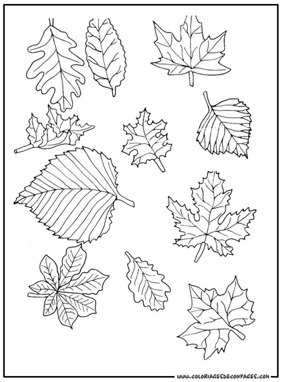 feuille coloriage