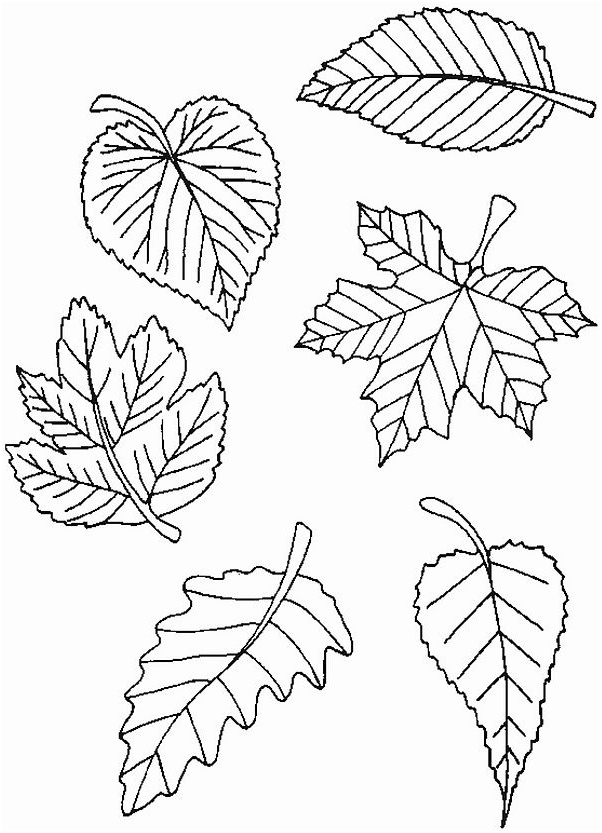 dessin feuilles d automne