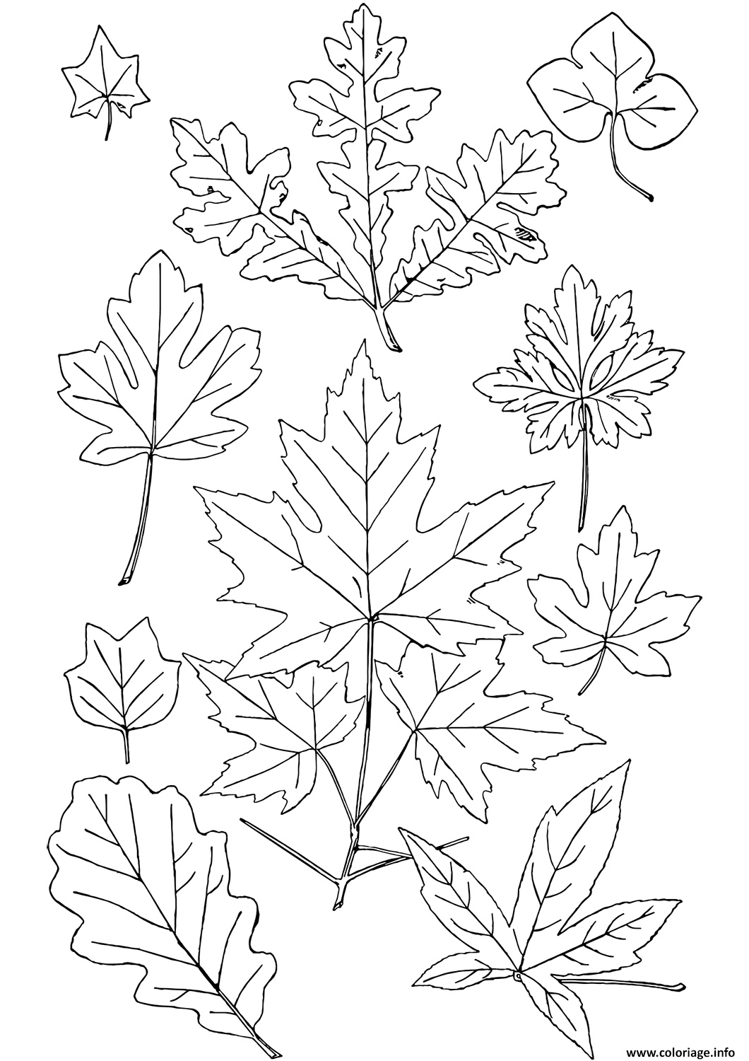 automne feuilles coloriage dessin