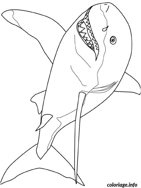 great white shark coloriage
