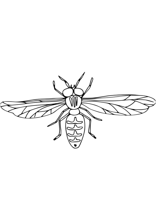 dessin insectes rigolos