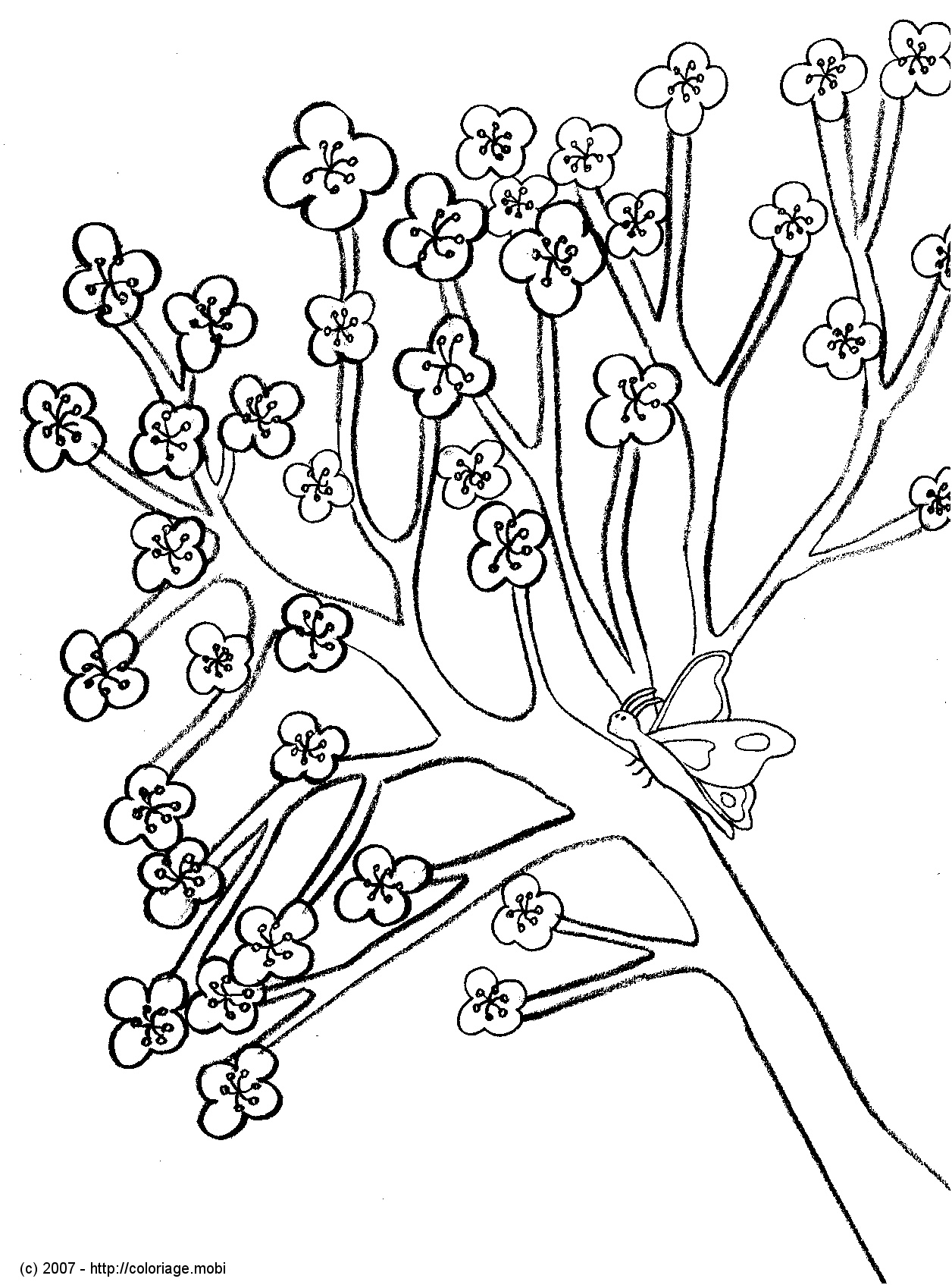 ides de dessin branche de cerisier japonais galerie dimages