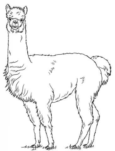 alpaca