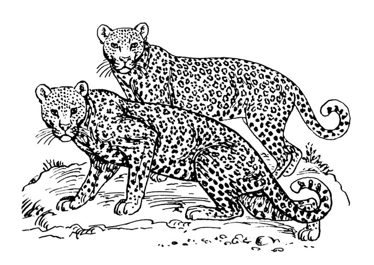 coloriage leopard i