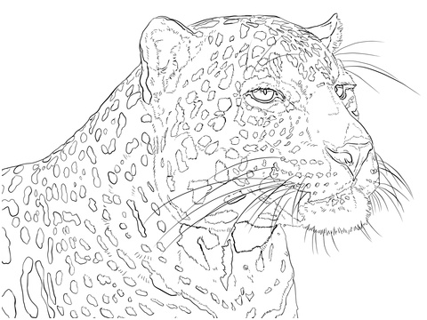 portrait of indian leopard