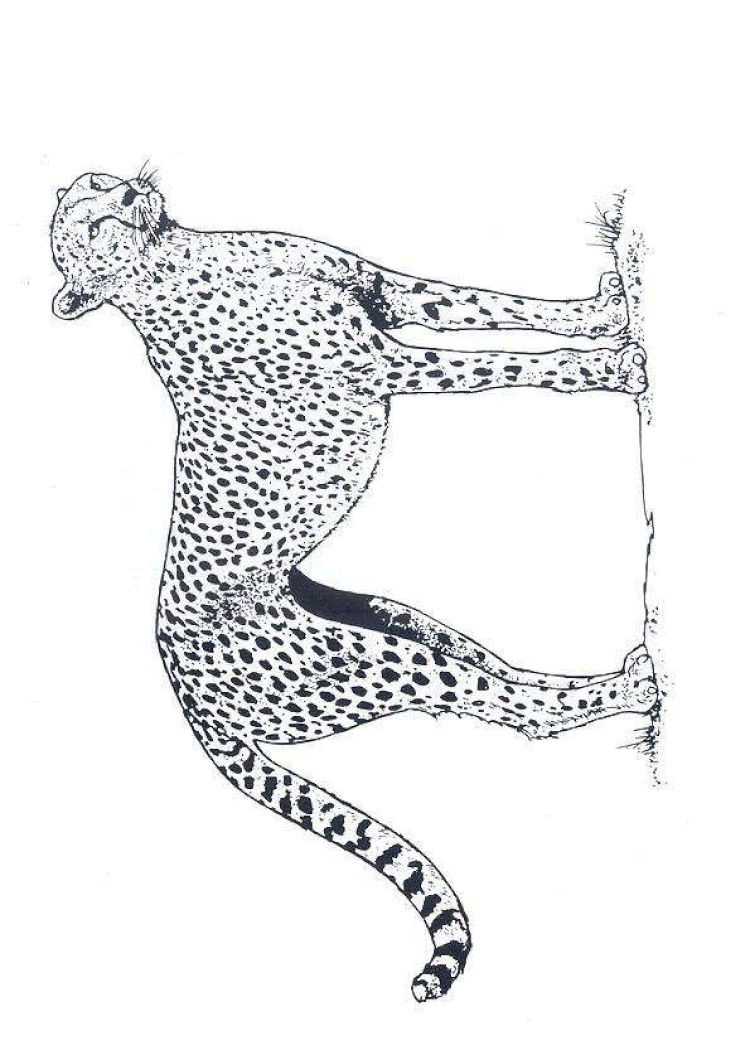 unique coloriage leopard imprimer