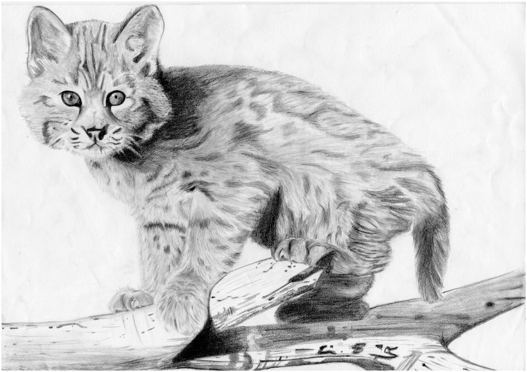 Bebe lynx