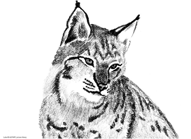 coloriage lynx imprimer