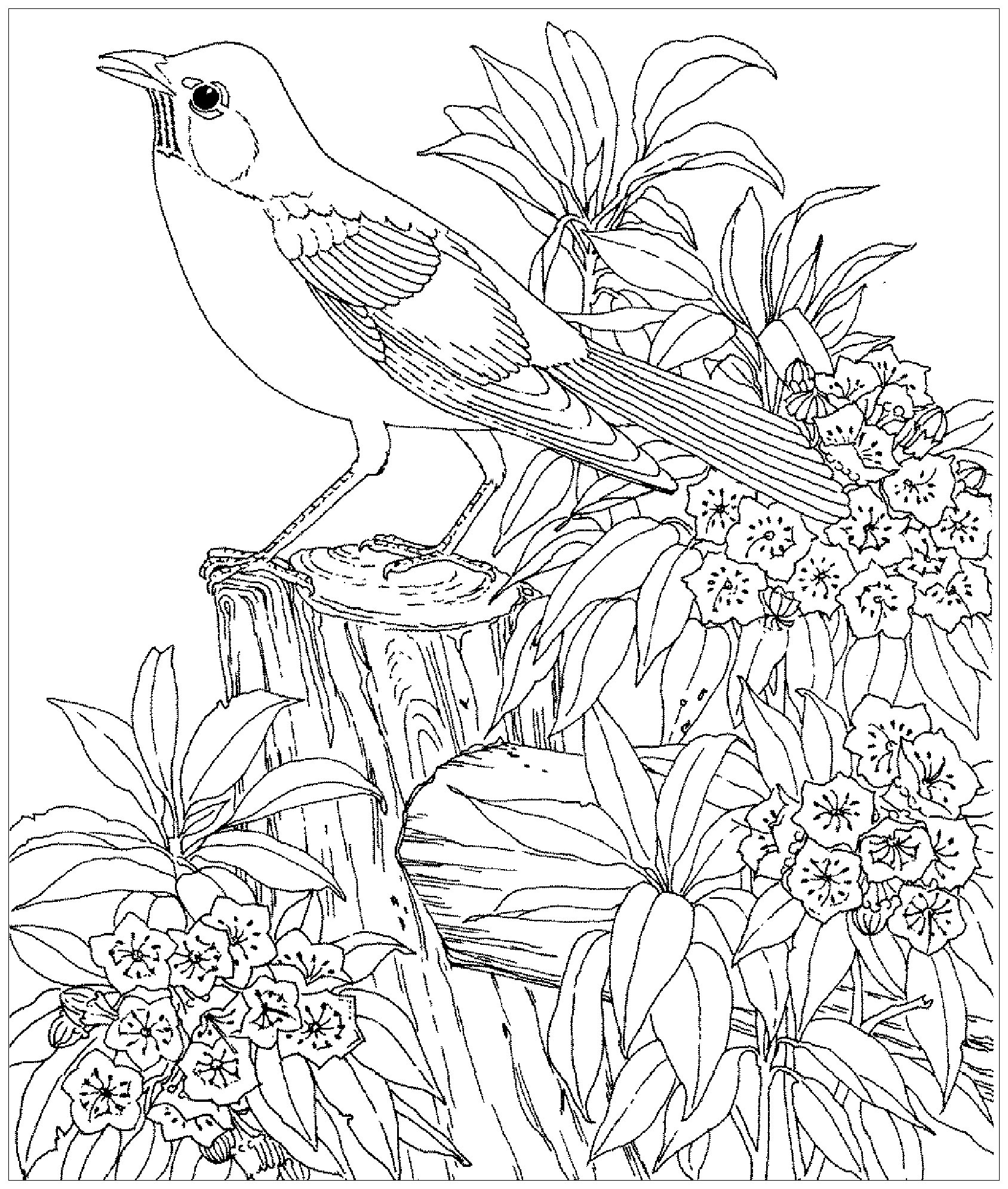 image=oiseaux coloriage oiseau realiste 1