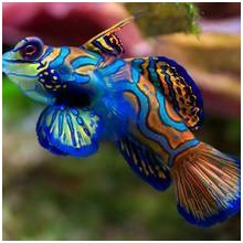 coloriage de poissons tropicaux