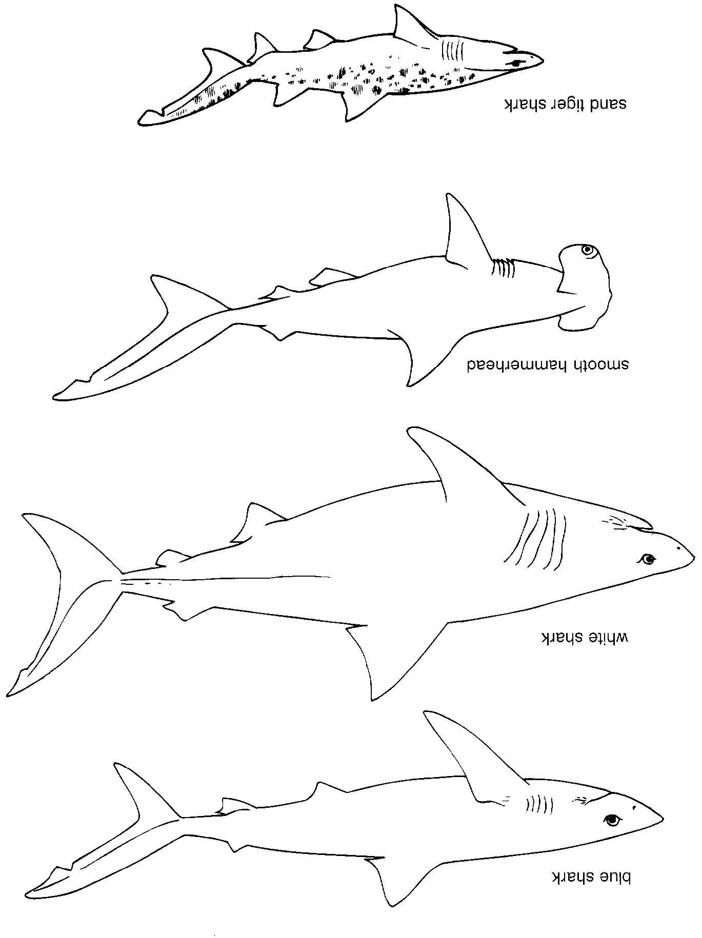 dessin de requin a colorier et a imprimer