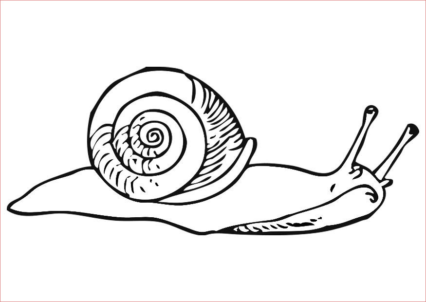 snail coloring pages