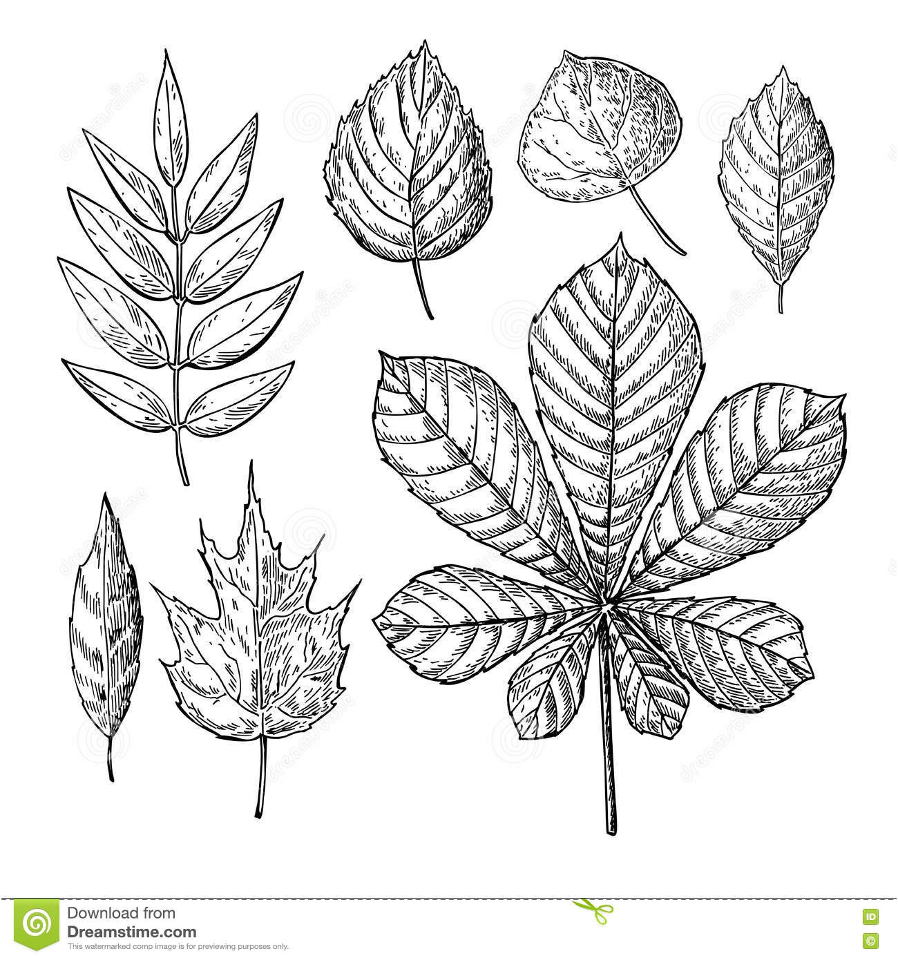 feuilles de dessin dautomne de vecteur reglees objets disolement d concernant dessiner des feuilles d automne
