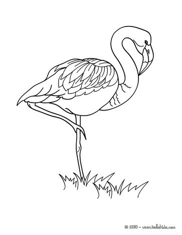 imagem de um flamingo para colorir