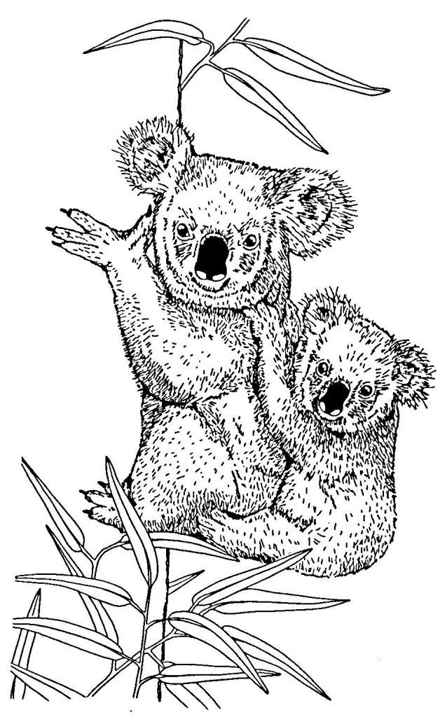 koala et son petit au crayon
