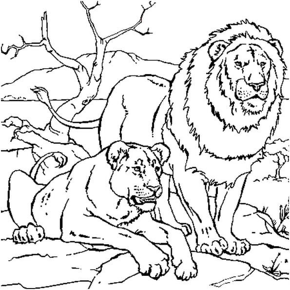 coloriage de lion imprimer