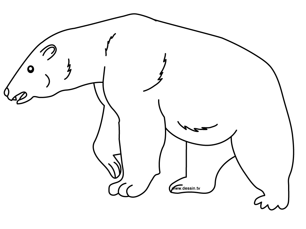 dessin gratuit ours polaire