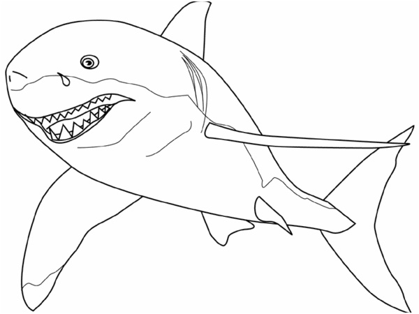 dessin requin marteau