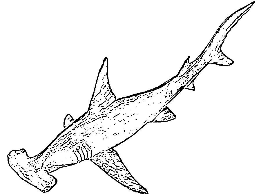 grand requin marteau 7 566b1e6354c6c