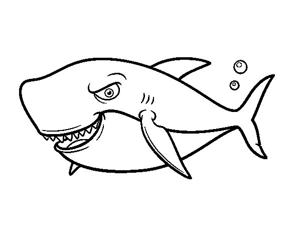 requin de grandes dents